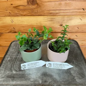 Lipstick Plant Lovers 2" Gift Set-Mona Lisa & Box Leaf