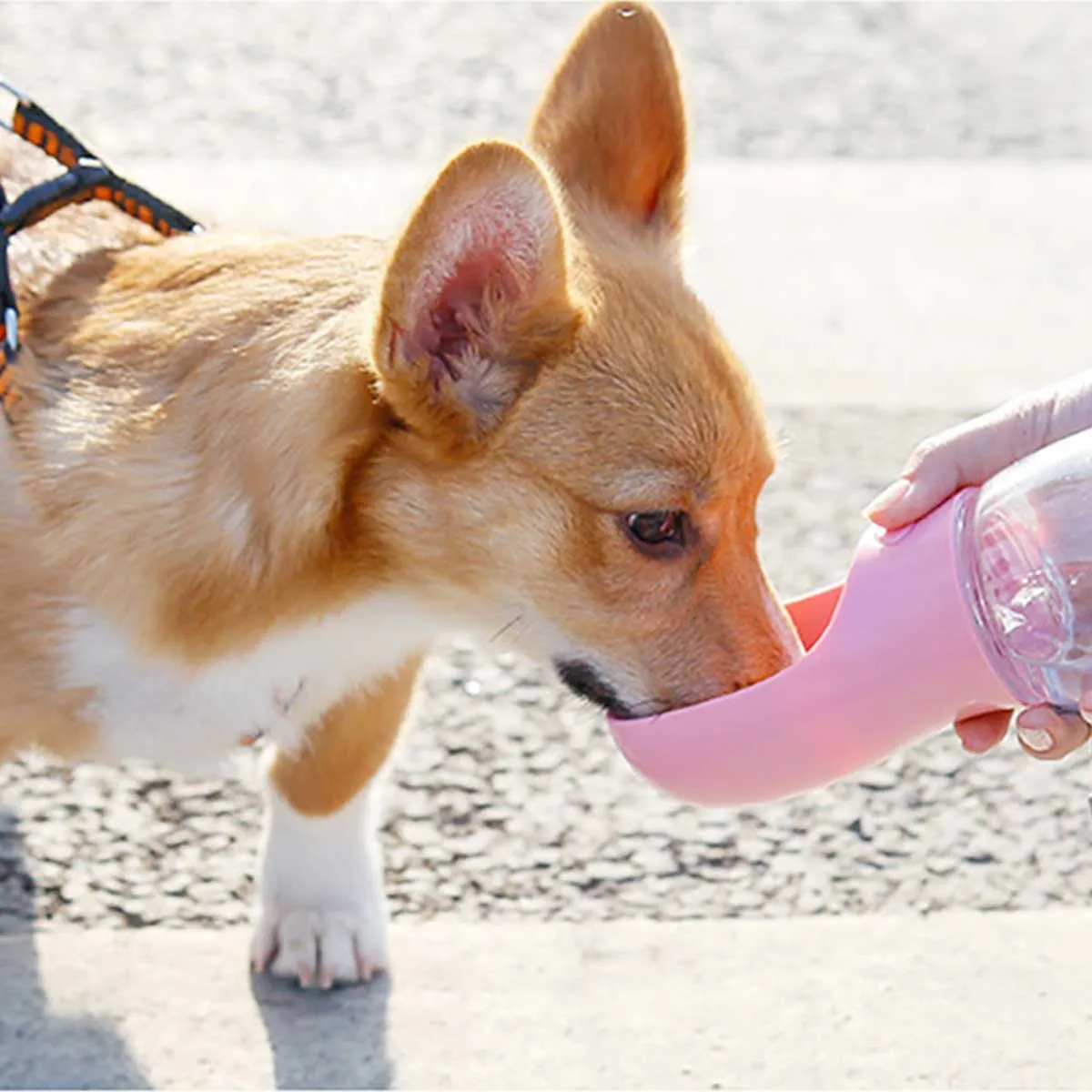 Portable Dog Water Bowl in Pink